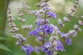 Monk`s pepper Vitex agnus-castus lilac flower stalk